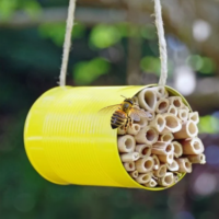 Learn about native pollinators and help create or expand a pollinator-friendly habitat on-site.