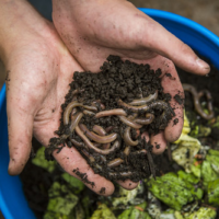 Learn how to turn food scraps into living soil and build your own simple worm compost system to take home.